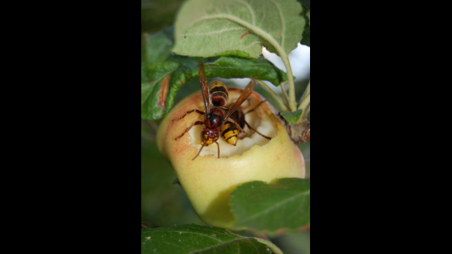 Hornissen Apfel