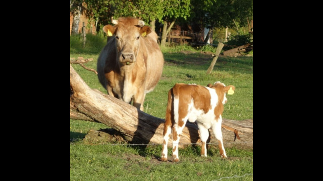 Kuh mit Kalb