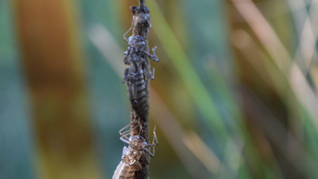 Schlupf der Libelle aus dem Gartenteich